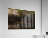 Resting dragonfly Acrylic Print