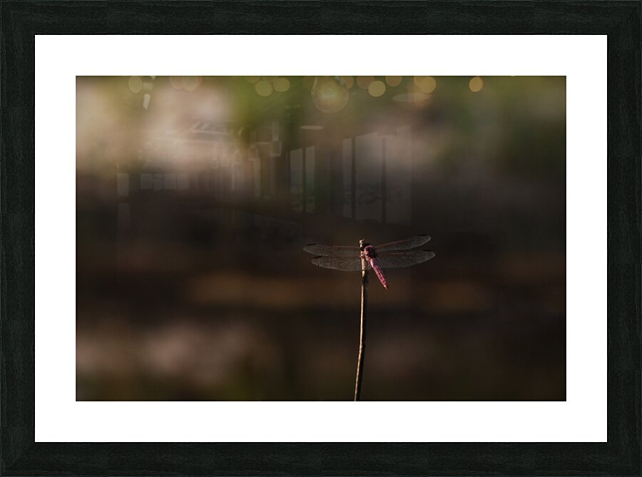 Resting dragonfly Picture Frame print