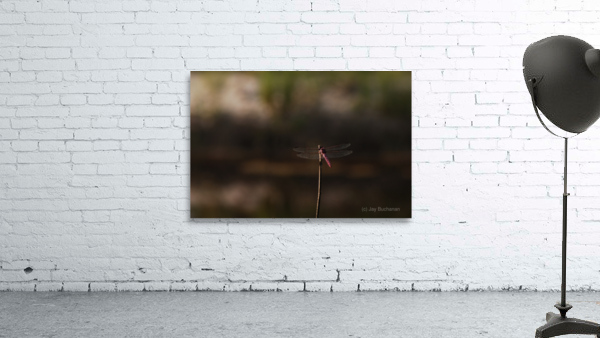 Resting dragonfly Wall Preview