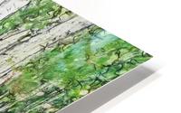 The Birch Woods HD Metal print