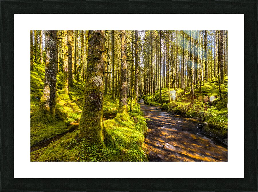 A River In a Forest Picture Frame print