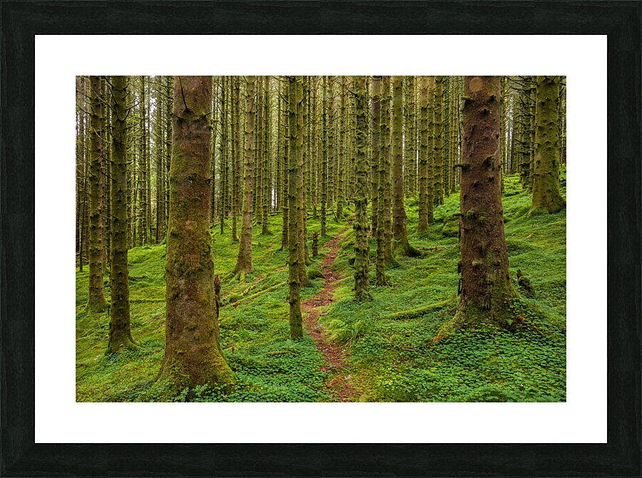 Trail in The Forest Picture Frame print