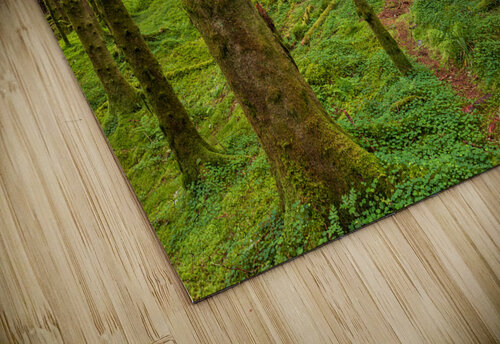 Trail in The Forest Eirik Sorstrommen puzzle