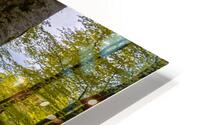 Beech Forest Roots HD Metal print