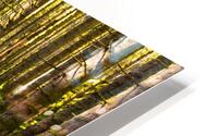The Forest River HD Metal print
