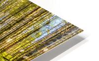 A River In a Forest HD Metal print
