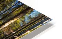 A Forest Trail HD Metal print