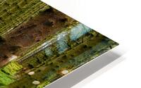 Trail in The Forest HD Metal print