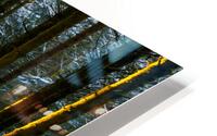 Forest Sunlight HD Metal print