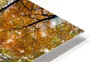Autumn Canopy HD Metal print