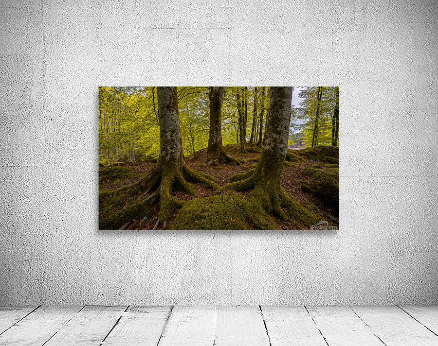 Beech Forest Roots Wall Preview