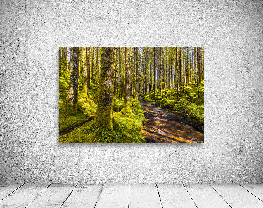A River In a Forest Wall Preview