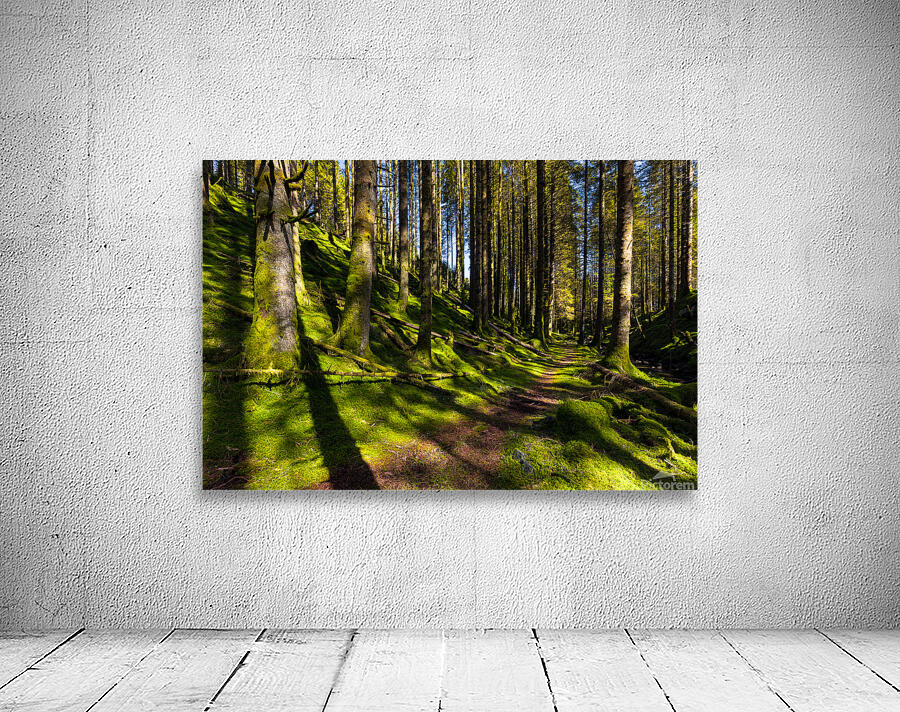 A Forest Trail Wall Preview
