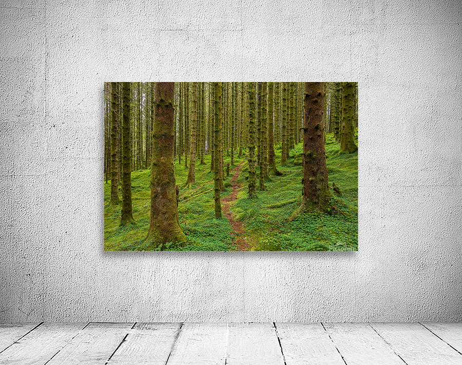 Trail in The Forest Wall Preview