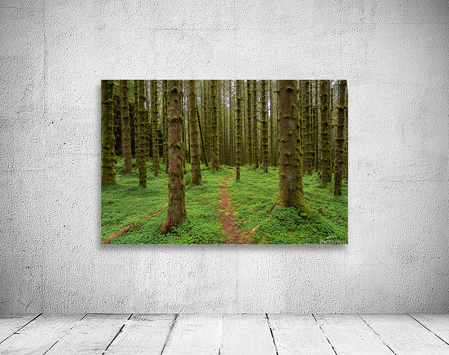 The Forest Trail Wall Preview