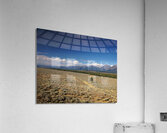 Grand Teton Standing Out Acrylic Print