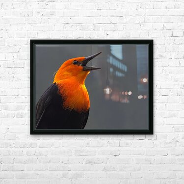 Soprano -Scarlet Headed Blackbird by Chrystyne Novack Wall Art