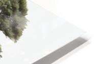 Bonsai HD Metal print