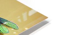 Iridescent Dragonfly HD Metal print