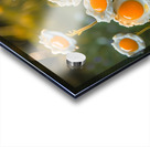 Sunny Side Up Garden Acrylic print