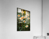 Sunny Side Up Garden Acrylic Print