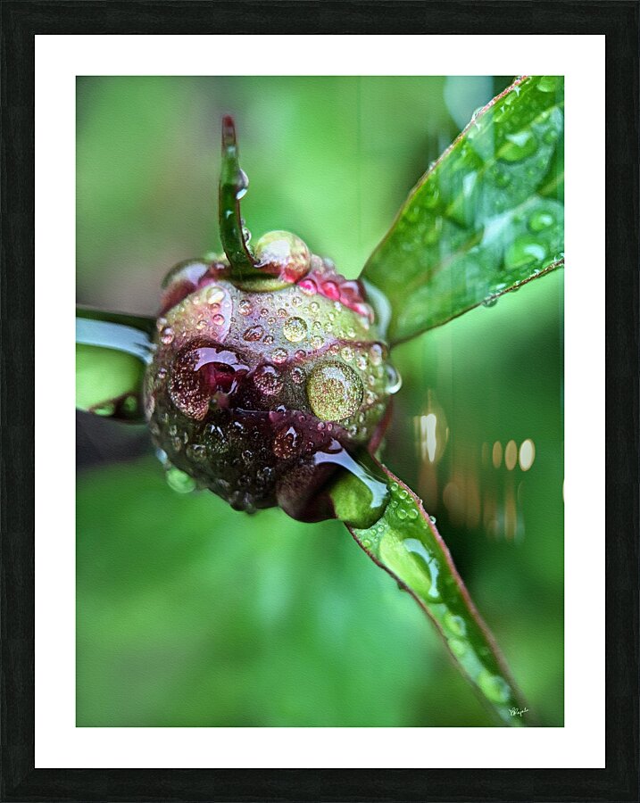 Budding Peony Picture Frame print