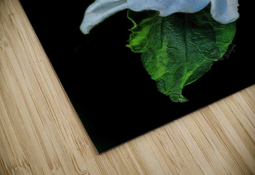 Anemone Diana Rajala puzzle