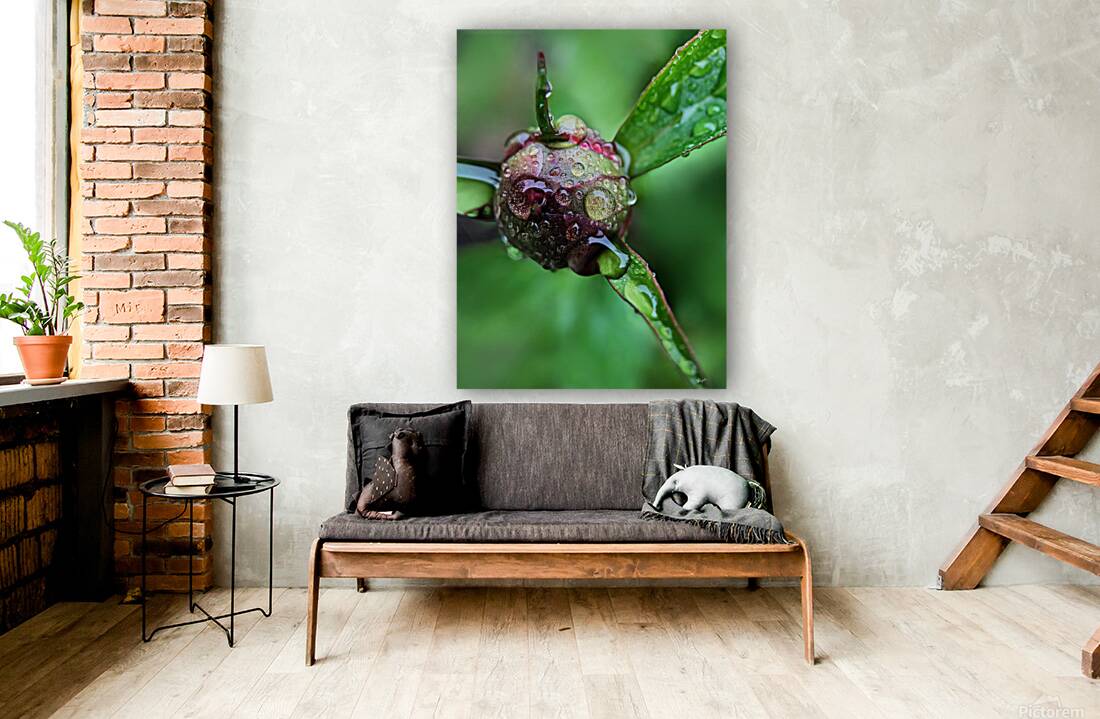Budding Peony Reproduction