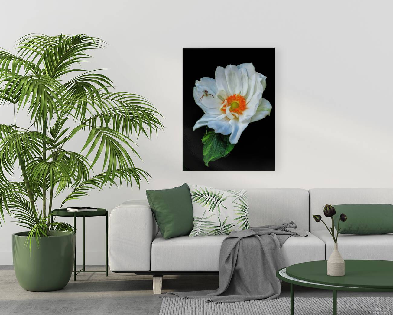 Anemone Reproduction