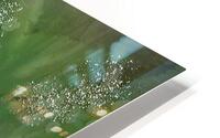 Hyacinths HD Metal print