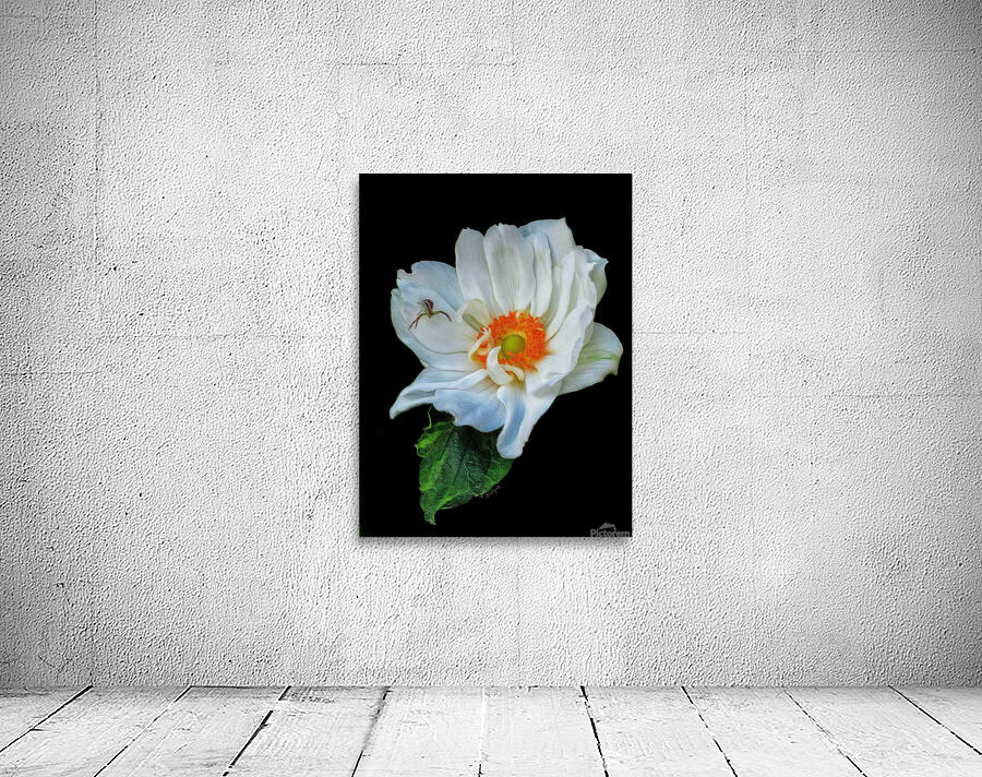 Anemone Wall Preview