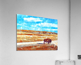 Badlands Buffalo Acrylic Print