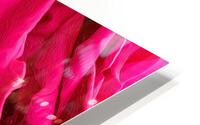 Anniversary Rose HD Metal print