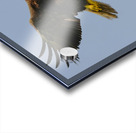 Bald Eagle Flight Acrylic print