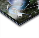 Tri-colored heron large Acrylic print