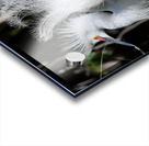 DSC 2952 Acrylic print