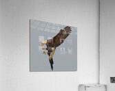Bald Eagle  Acrylic Print