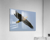 Bald Eagle Flight Acrylic Print