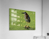 greenheronstanding Acrylic Print