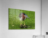 greenheron Acrylic Print