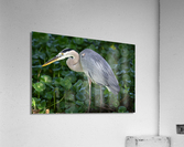 greatblueheronlarge Acrylic Print