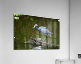 tricoloredsmaller Acrylic Print