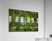 WildFlowerPurple Acrylic Print