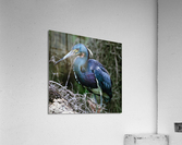 Tri-colored heron large Acrylic Print
