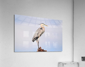 GreatBlueHeron Acrylic Print