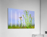 butf2 Acrylic Print