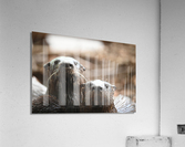otters Acrylic Print