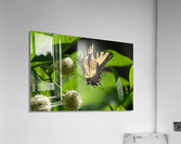 ButterflyButtonBush1 Acrylic Print