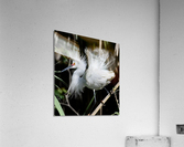 DSC 2952 Acrylic Print