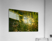 DSC 4603 Acrylic Print